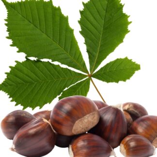 Каштан кінський ( Aesculus hippocastanum )